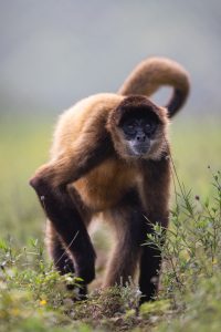 Spider Monkey