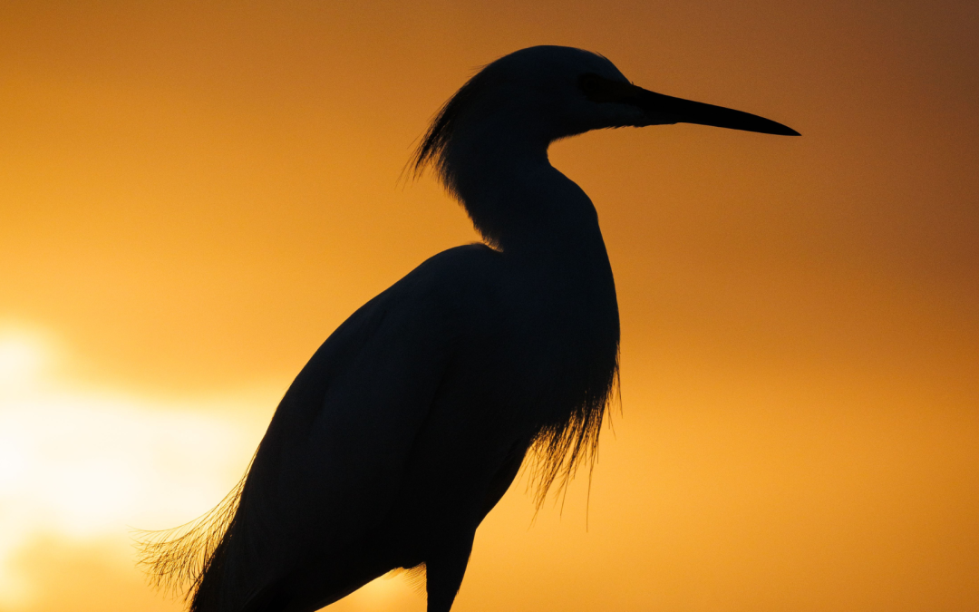 Stop San Antonio’s War On Water Birds at Brackenridge Park