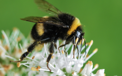 Action Needed: Ban pesticide-coated seeds