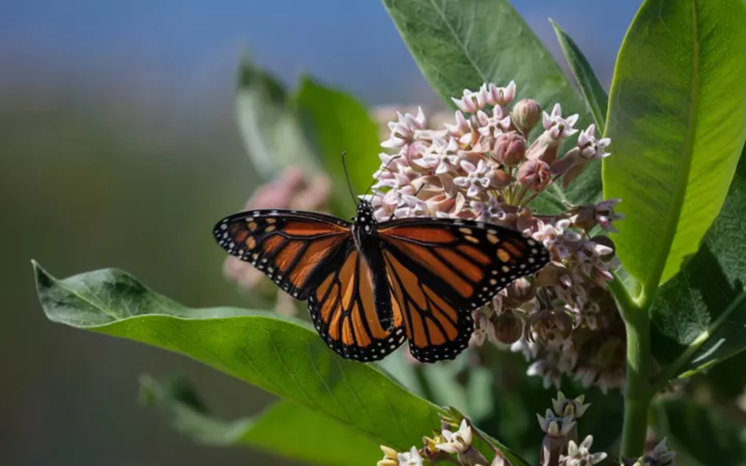 Milkweed and Monarchs