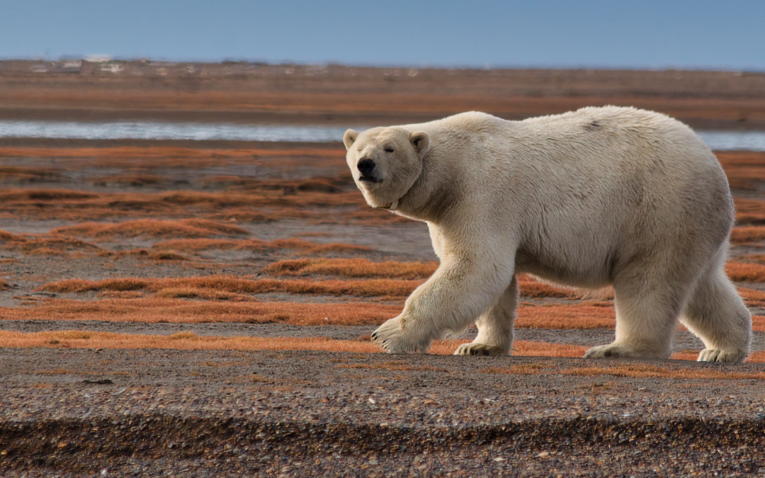 USFWS Finds Polar Bear Status Remains Threatened