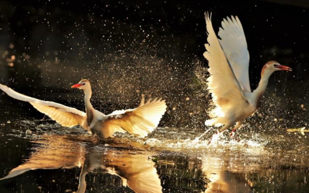 Journey of the Migratory Birds in San Antonio – A Journey Cut Short