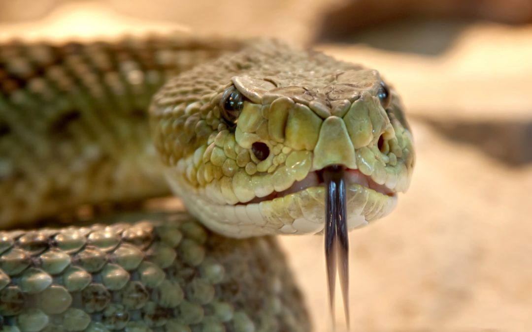The Last of the Rattlesnake Roundups Hang On